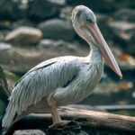 Corteiz Instagram logo