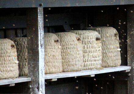 elkonin boxes