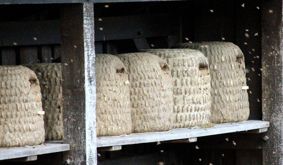 elkonin boxes