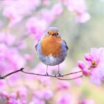 robin stapler