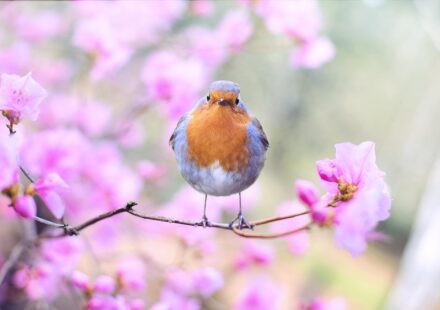 robin stapler