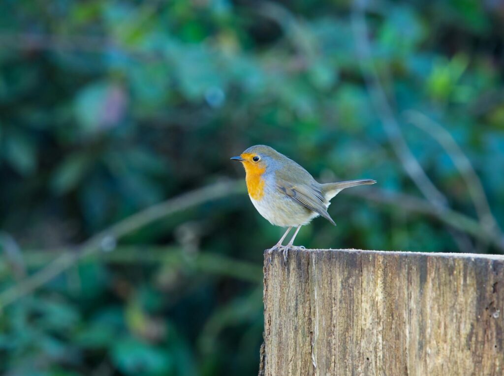 Robin Staplers UK: Your 2026 Guide to the Best