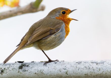 Robin stapler UK
