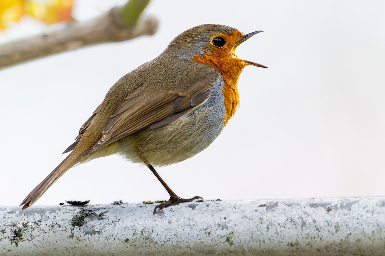 Robin Staplers UK: Your Guide to Buying the Best