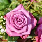 rose cornish