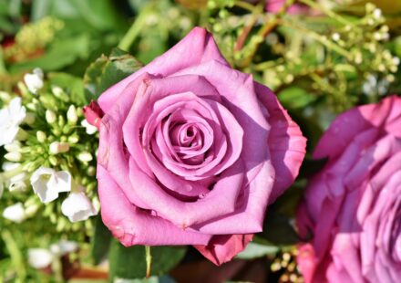 rose cornish