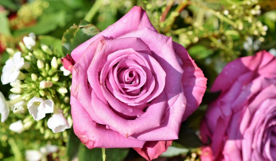 rose cornish