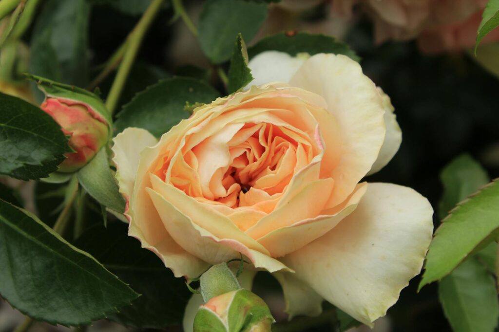 rose cornish outfit budget