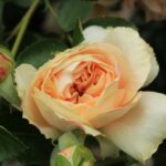 rose cornish outfit budget