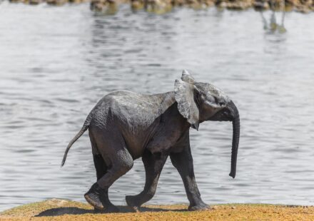 strawberry elephant steal a brainrot