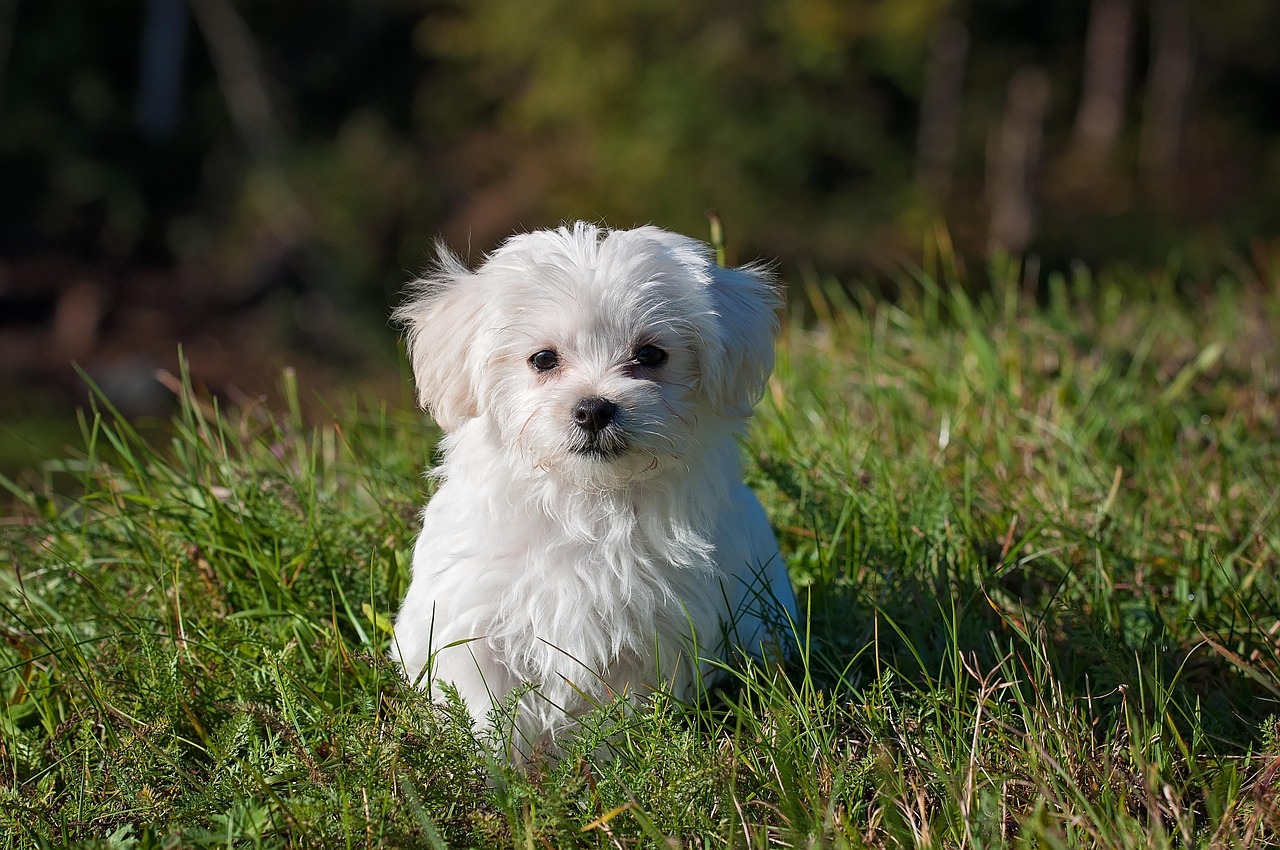 Can Dogs Eat Blueberries? A Guide for Pet Owners