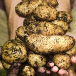 fresh pravi celer root