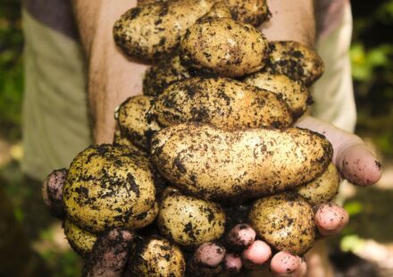 fresh pravi celer root