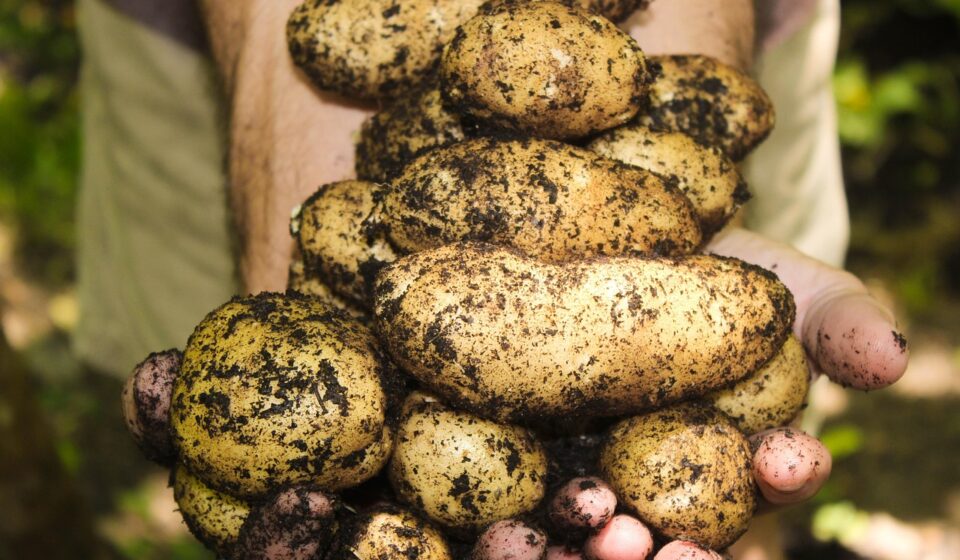 fresh pravi celer root