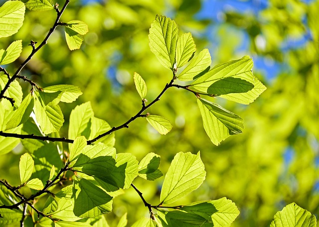 genealogical tree showing branching family names (seaver meaning)