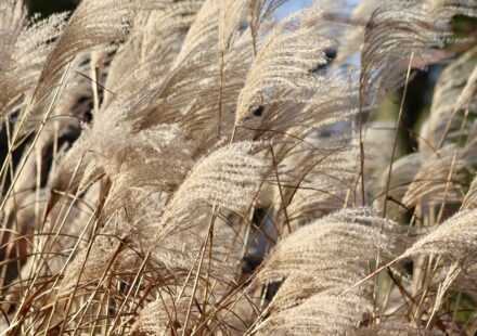 monkey grass border planting