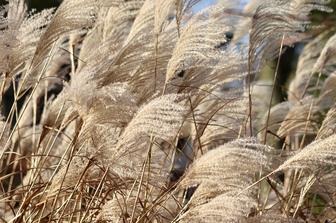 Monkey Grass: Your Complete Care and Growing Guide