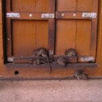 rat infestation in kitchen