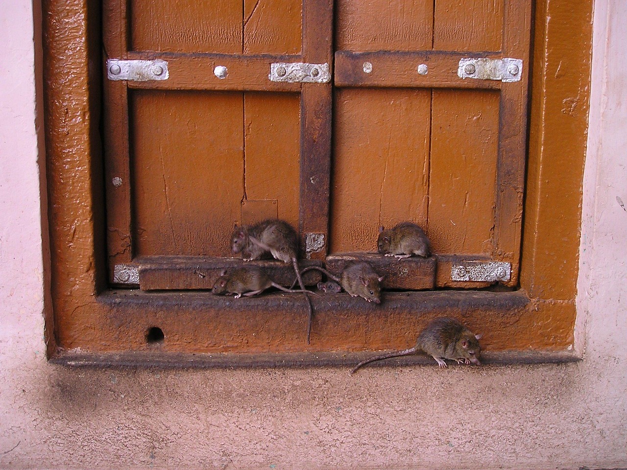 Rat Exterminator Near Me: Your Guide to Rodent Control