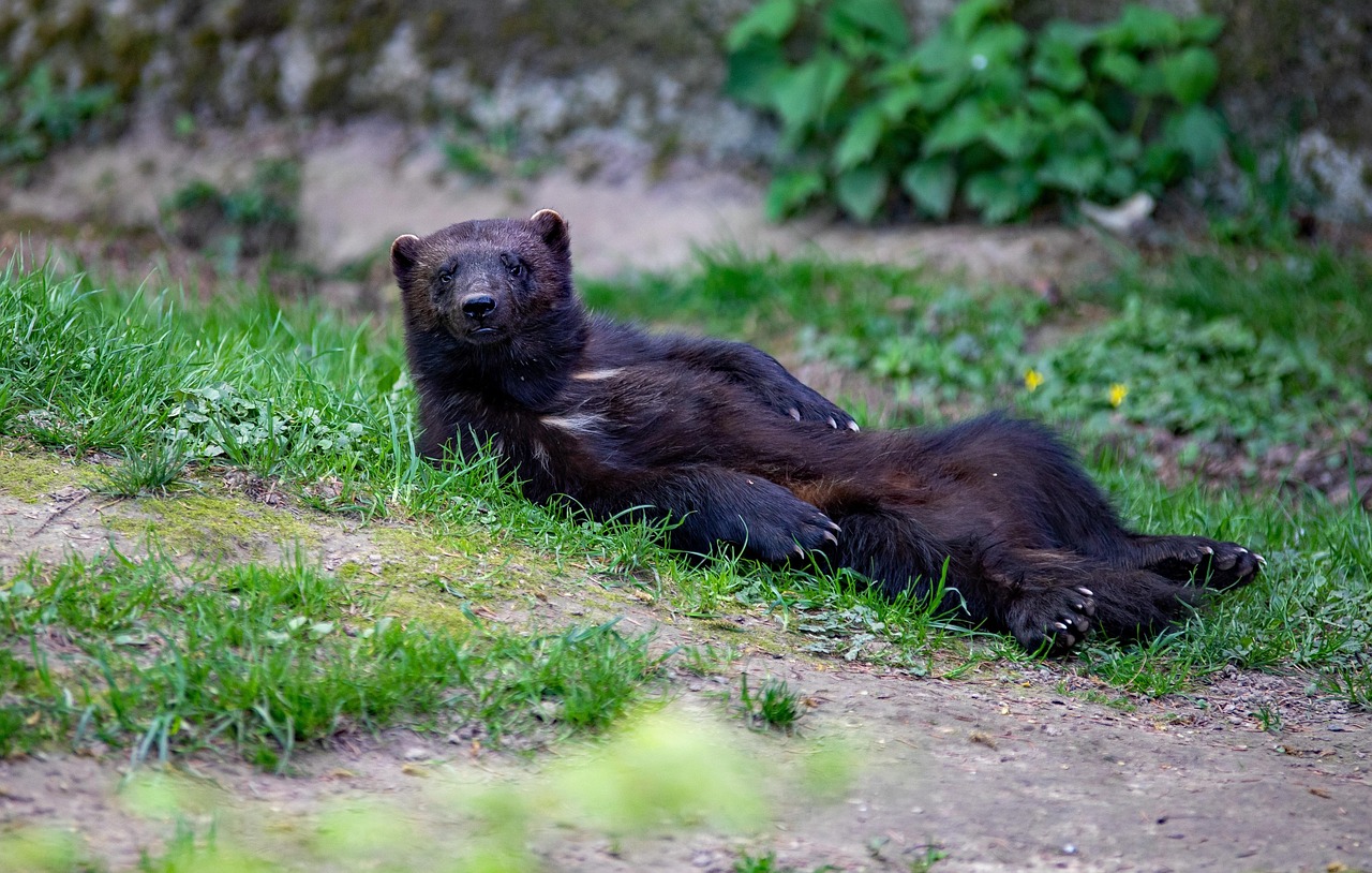 The Wolverine Meme: A Deep Dive into Its Origins and Impact