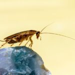 asian cockroach close up