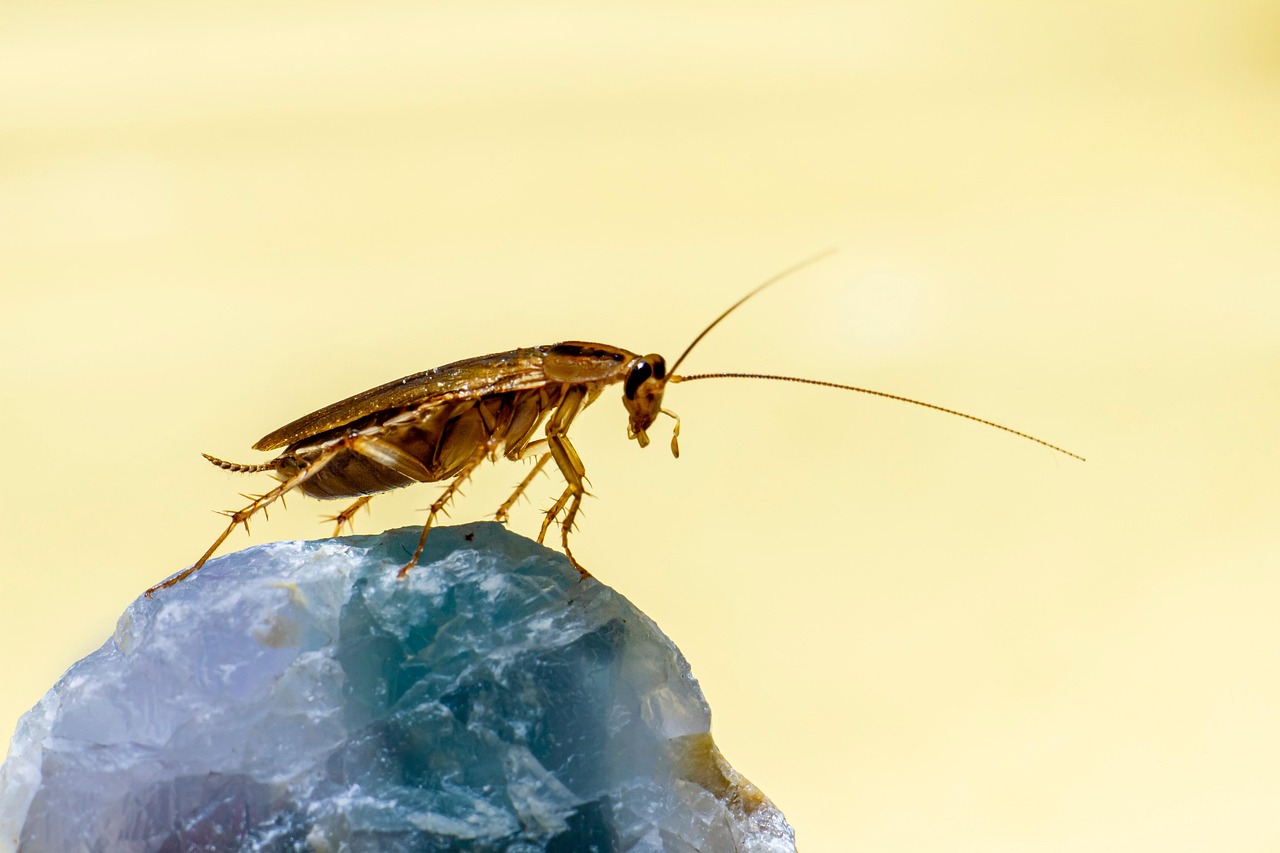 Asian Cockroach: Identification, Habits, and Control
