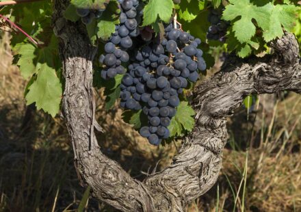 cabernet sauvignon grape vine cluster