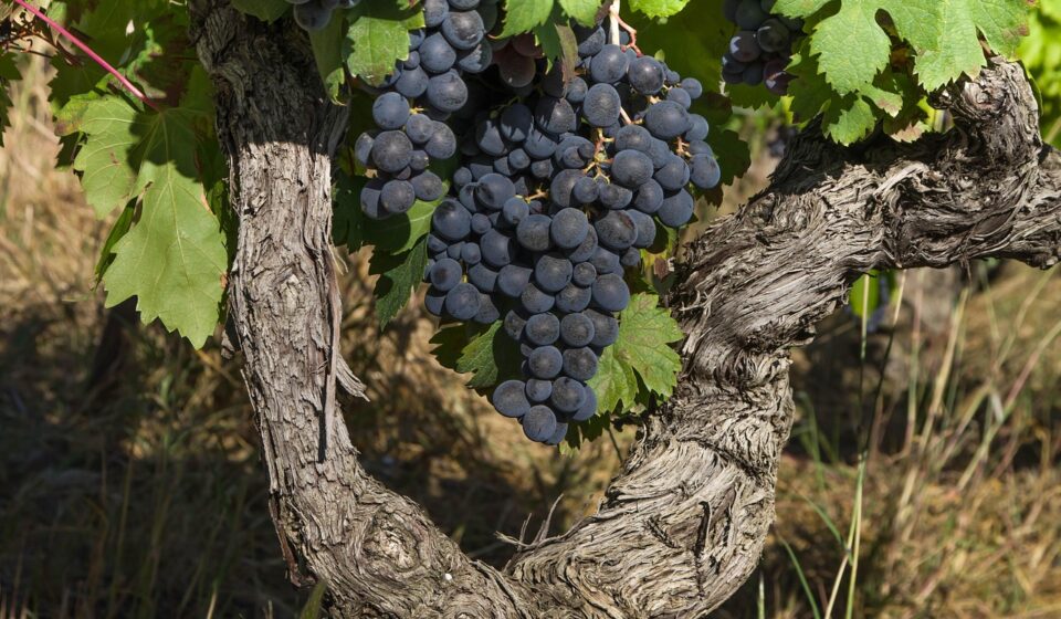 cabernet sauvignon grape vine cluster