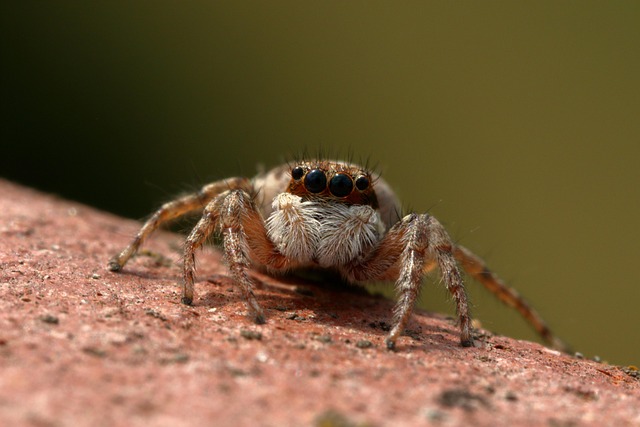 A common house spider on a bedroom wall (bedroom spider bites)