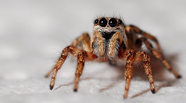 Illustration of common house spider, black widow, and brown recluse