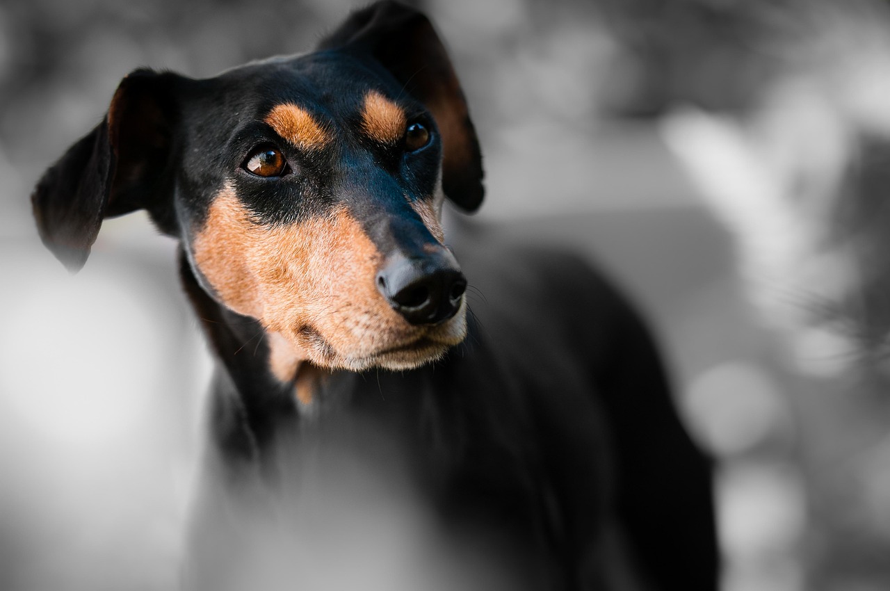 Vet Approved Ear Cleaning Solution for Dogs: Your Essential Guide