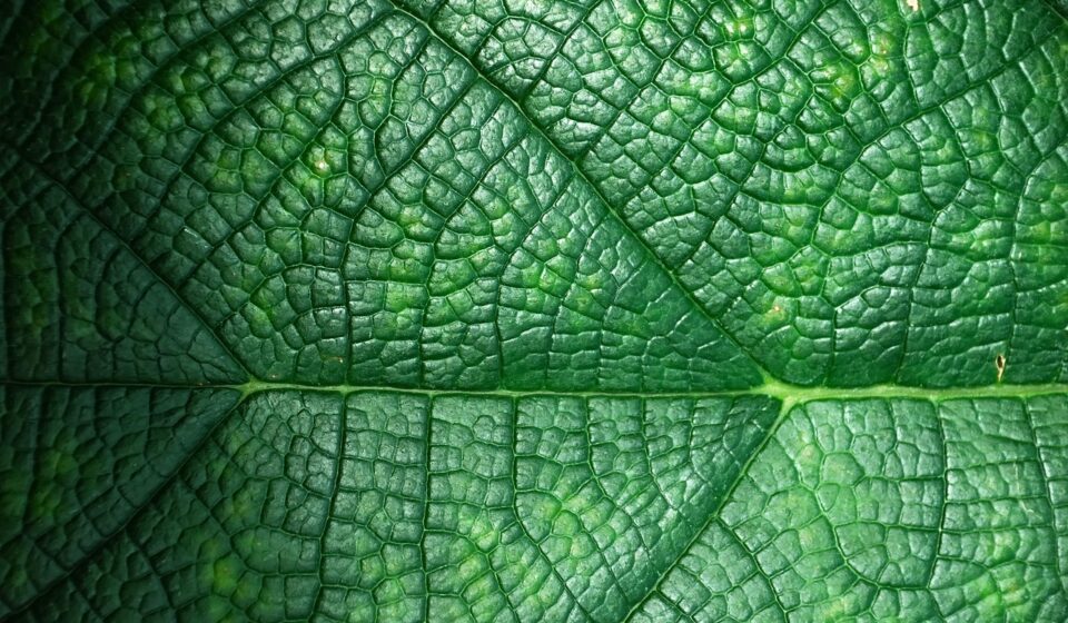 eco friendly digital records