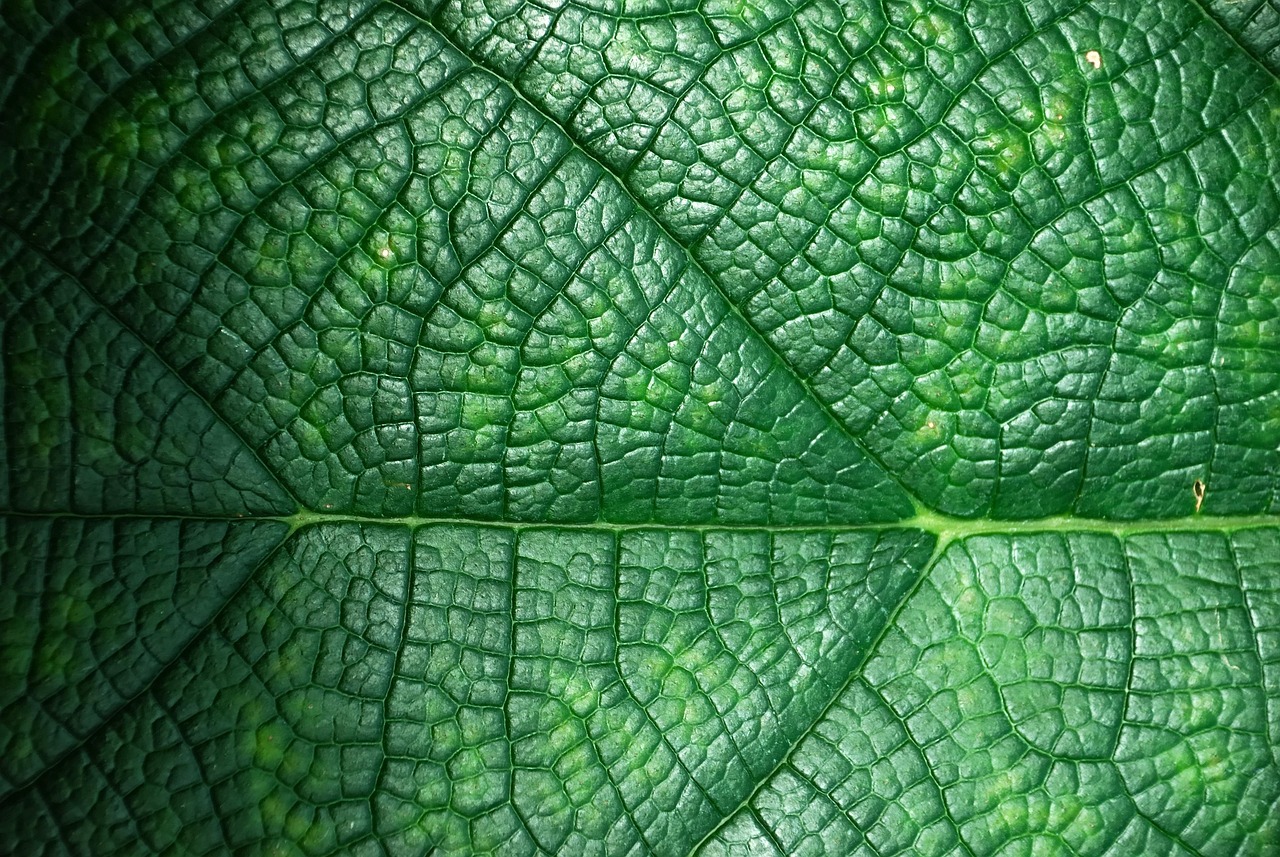 Greenrecord.co.uk: Your Guide to Sustainable Record Keeping