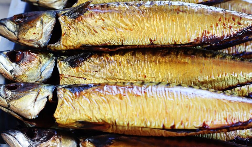 fresh mackerel fish