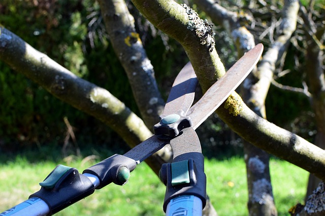 Gardener carefully pruning a cabernet sauvignon grape vine with pruning shears