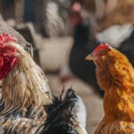 Hei Hei chicken Moana