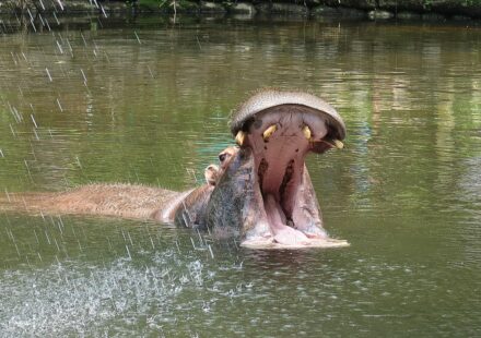 human mouth cuspid canine teeth
