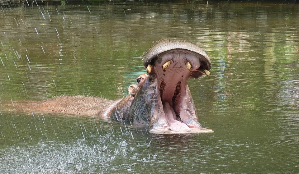 human mouth cuspid canine teeth