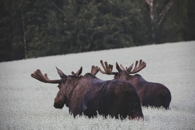 A map of Norway highlighting different wildlife zones and potential conflict areas.