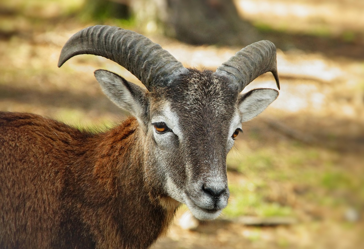 Red Stag: Common Mistakes & Expert Tips