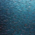 school of mackerel fish
