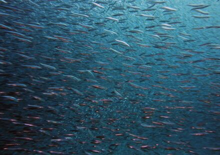 school of mackerel fish