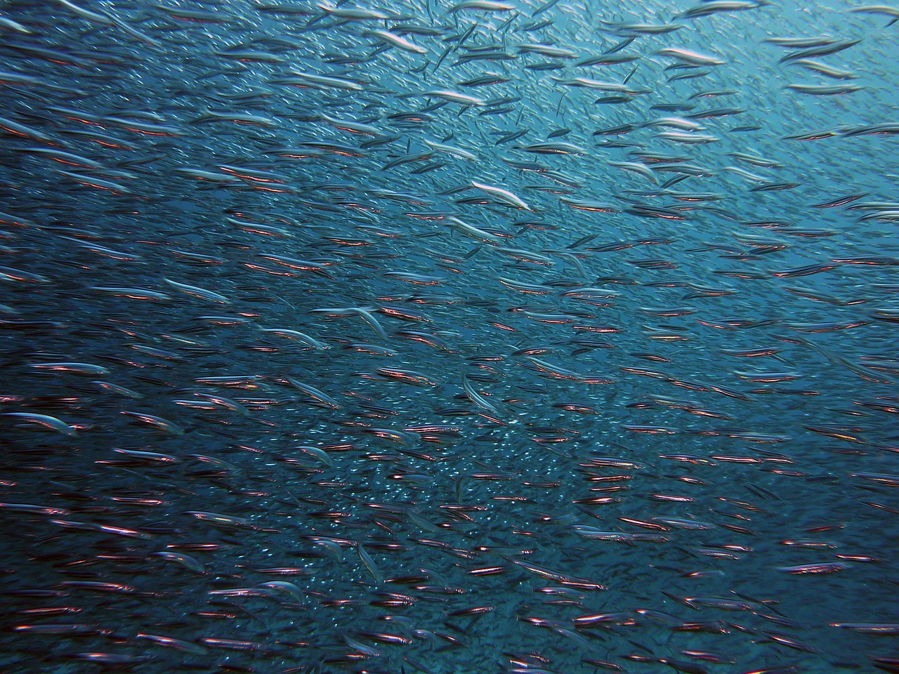 Mackerel Mackerel: Your Guide to This Ocean Treasure