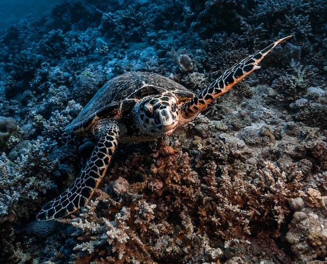 A sea turtle gracefully swimming in clear blue ocean water.