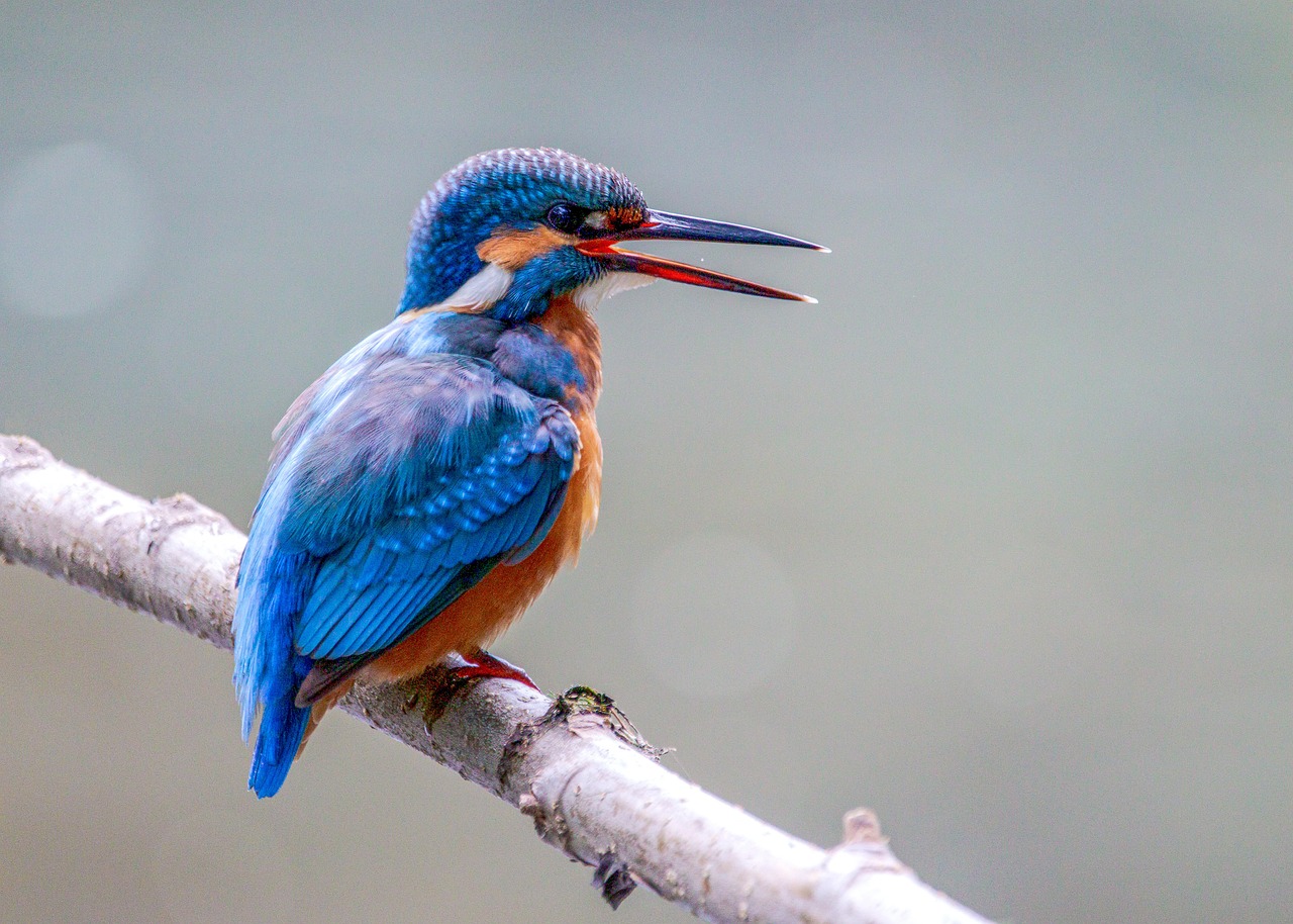 Incisive Thinking: Sharpening Your Decision-Making