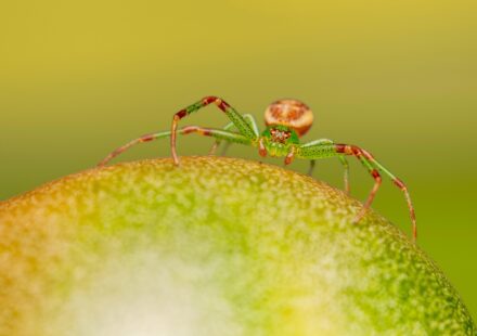 spider bite close up