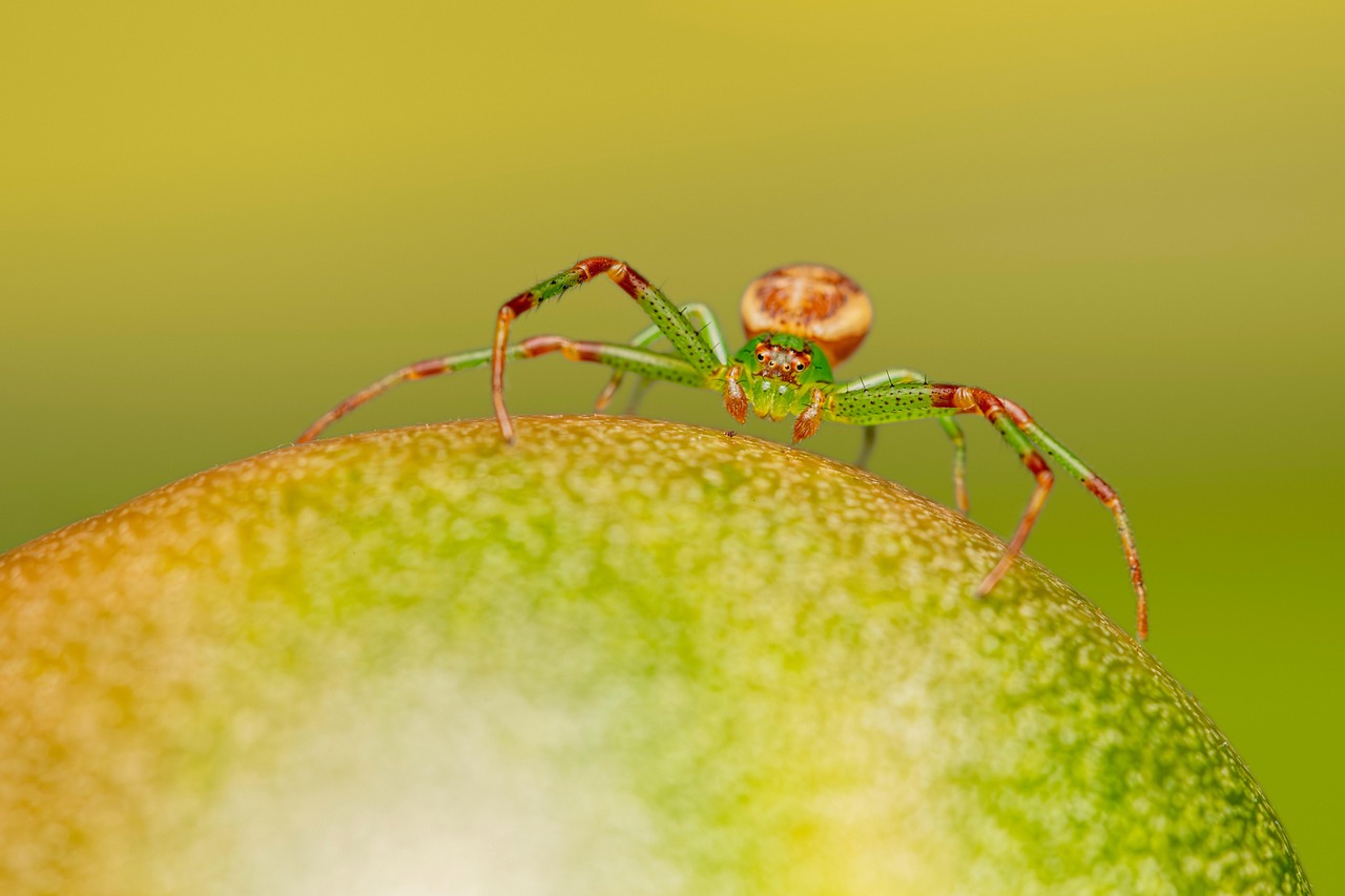 Bedroom Spider Bites: What You Need to Know