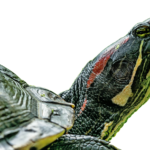 turtle vs tortoise comparison