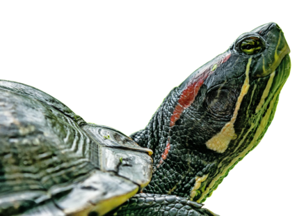 turtle vs tortoise comparison