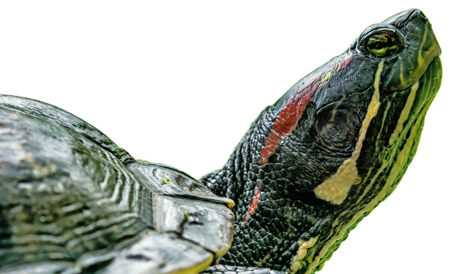 turtle vs tortoise comparison